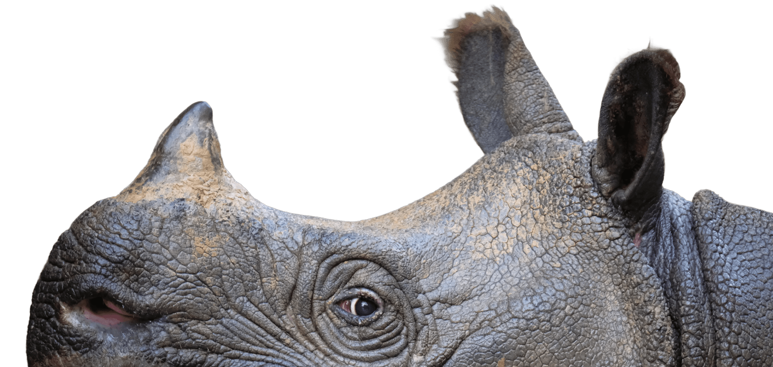 Side profile view of a Javan rhino's head, looking directly at you
