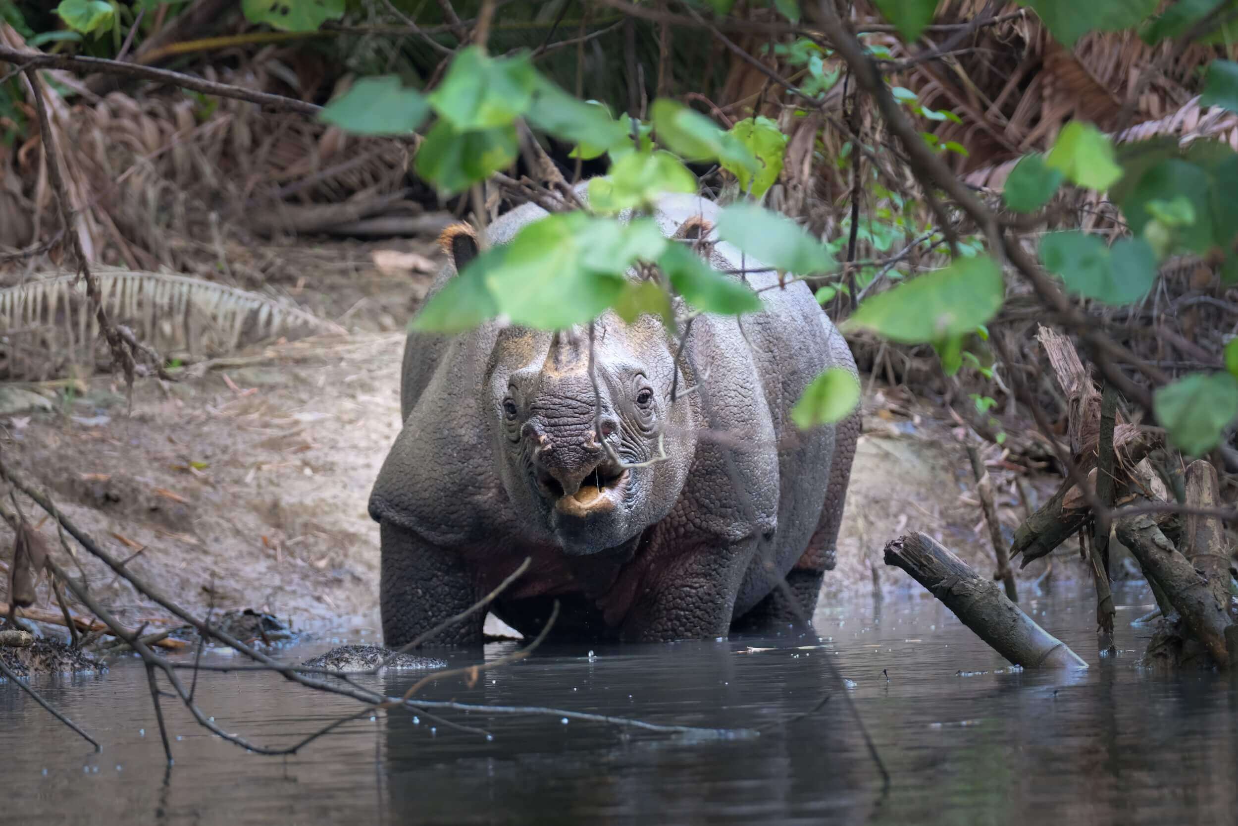 A Javan Rhino standing in a river within the national park with it's mouth open and branches and leaves half covering it's body