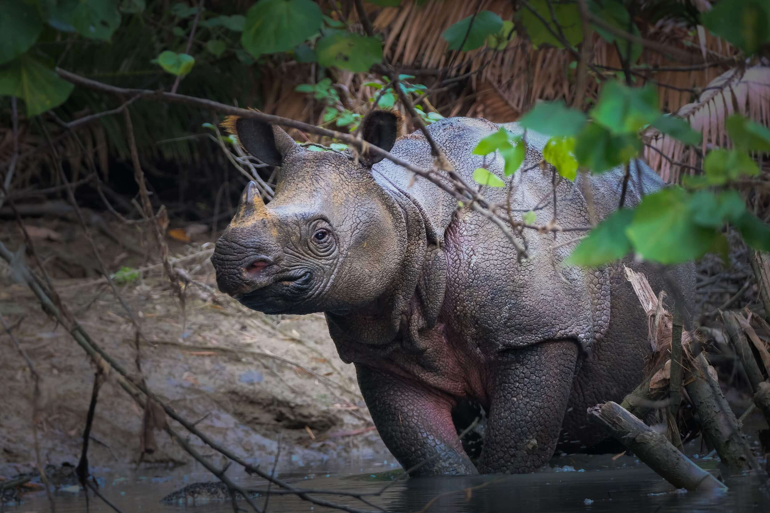 A Javan Rhino standing in a river within the national park with branches and leaves half covering it's body