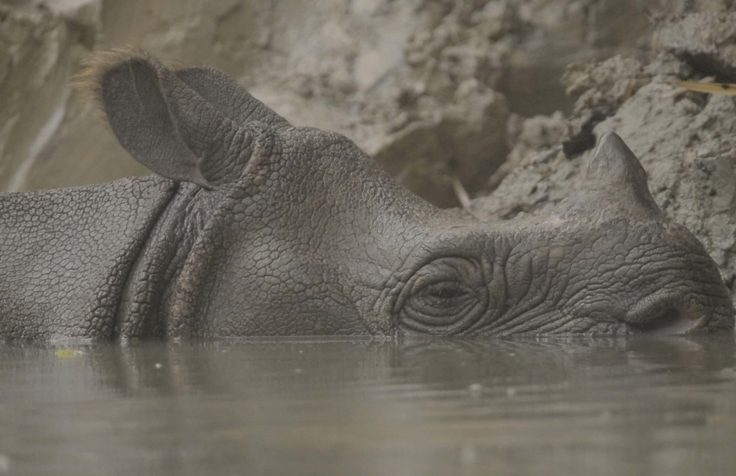 A Javan rhino viewed close up from the side, its head and upper neck breaking the water's surface