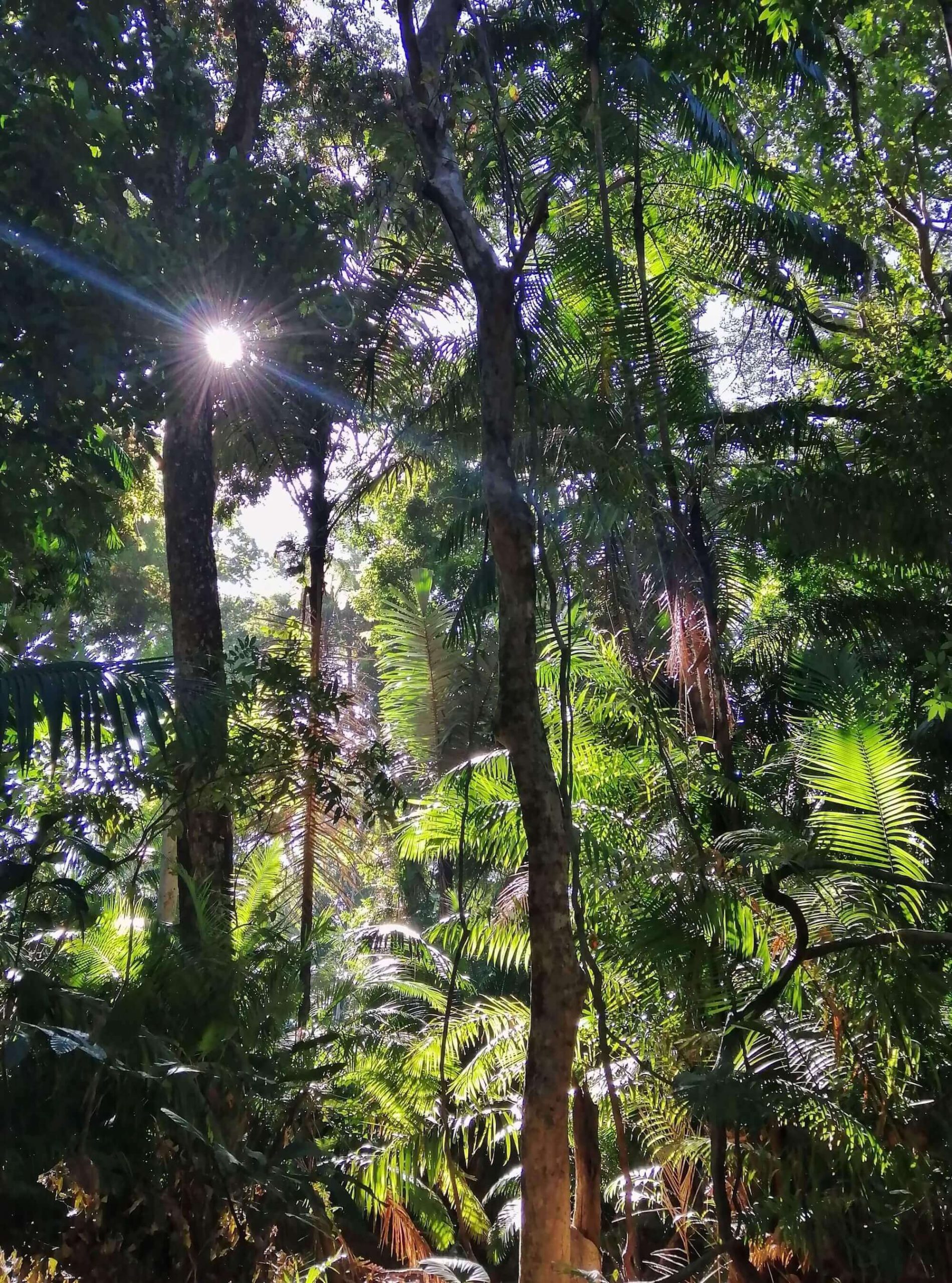Image of trees from the ground up in the Ujung Kulon national park, with sunlight beaming through